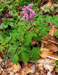 Attēlu rezultāti vaicājumam “Corydalis cava leaf”