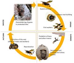 Attēlu rezultāti vaicājumam “Hymenoptera”