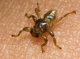 Attēlu rezultāti vaicājumam “Lipoptena cervi”