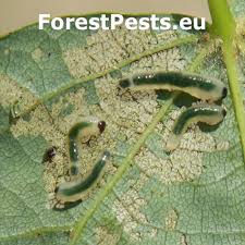 Attēlu rezultāti vaicājumam “Caliroa annulipes”