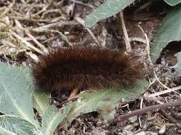 Attēlu rezultāti vaicājumam “Phragmatobia fuliginosa imago”