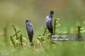 Attēlu rezultāti vaicājumam “Cordyceps ophioglossoides”