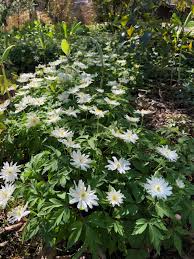 Attēlu rezultāti vaicājumam “Anemone nemorosa flower”