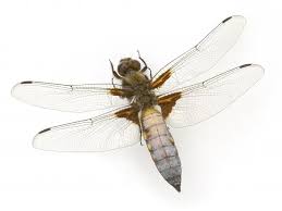 Attēlu rezultāti vaicājumam “Libellula depressa”
