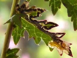 Attēlu rezultāti vaicājumam “Proutia betulina larva”