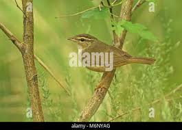 Image result for Phylloscopus schwarzi