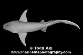 Image result for Nebrius ferrugineus