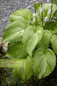 Image result for Hosta Warpaint