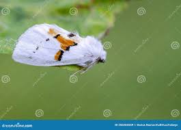 Attēlu rezultāti vaicājumam “Leucodonta bicoloria”