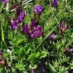 Attēlu rezultāti vaicājumam “Astragalus danicus leaf”