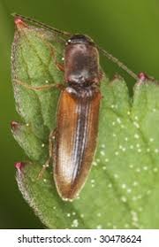 Attēlu rezultāti vaicājumam “Dalopius marginatus”