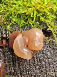 Attēlu rezultāti vaicājumam “Ombrophila violacea”