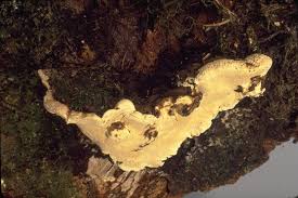 Attēlu rezultāti vaicājumam “Heterobasidion annosum”