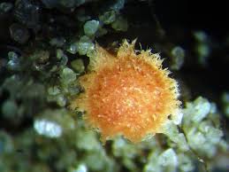 Attēlu rezultāti vaicājumam “Lamprospora tortulae-ruralis”