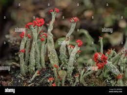 Attēlu rezultāti vaicājumam “Cladonia parasitica”