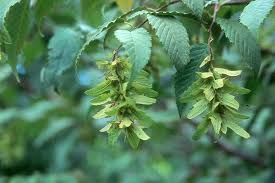 Attēlu rezultāti vaicājumam “Carpinus caroliniana male flower”