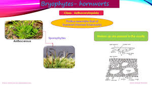 Attēlu rezultāti vaicājumam “Anthocerotopsida”