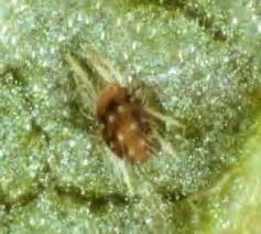 Attēlu rezultāti vaicājumam “Panonychus”