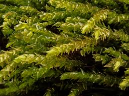 Attēlu rezultāti vaicājumam “Platyhypnidium riparioides”