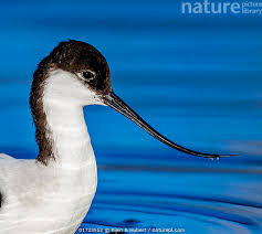 Attēlu rezultāti vaicājumam “Recurvirostra avosetta”