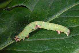 Attēlu rezultāti vaicājumam “Ligdia adustata”