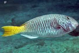 Image result for Sparisoma rubripinne