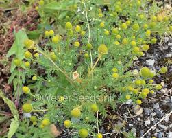 Attēlu rezultāti vaicājumam “Matricaria discoidea”