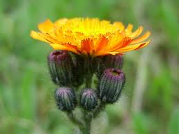 Image result for Hieracium aurantiacum