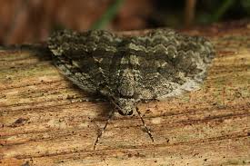 Attēlu rezultāti vaicājumam “Epirrita sp.”