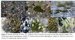 Attēlu rezultāti vaicājumam “Leptodictyum riparium sporophyte”