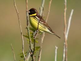 Image result for Emberiza aureola