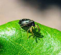 Attēlu rezultāti vaicājumam “Elaphrus cupreus”