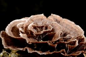 Attēlu rezultāti vaicājumam “Thelephora penicillata”