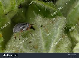 Attēlu rezultāti vaicājumam “Apionidae”