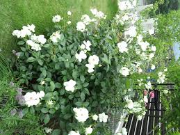 「アイスバーグ」の画像検索結果