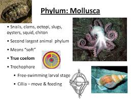 Attēlu rezultāti vaicājumam “Mollusca”