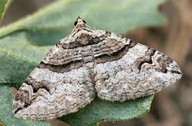 Attēlu rezultāti vaicājumam “Pareulype berberata”