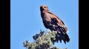 Attēlu rezultāti vaicājumam “Aquila pomarina adult”