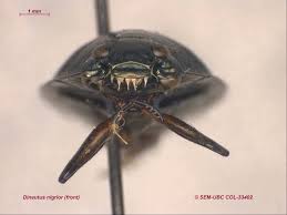 Attēlu rezultāti vaicājumam “Gyrinidae”