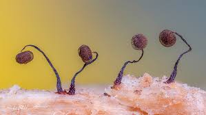 Attēlu rezultāti vaicājumam “Cribraria cancellata”