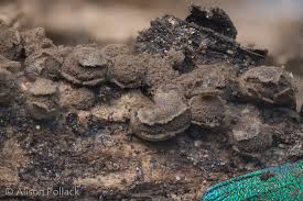 Attēlu rezultāti vaicājumam “Diderma testaceum sessile”