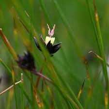 Attēlu rezultāti vaicājumam “Schoenus ferrugineus flower”