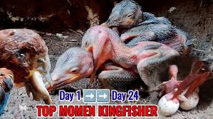 Attēlu rezultāti vaicājumam “Alcedo atthis nest”