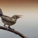 Image result for Hippolais olivetorum