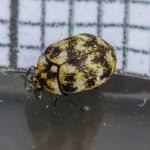 Attēlu rezultāti vaicājumam “Anthrenus sp.”