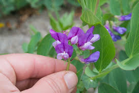 Attēlu rezultāti vaicājumam “Lathyrus japonicus subsp. maritimus flower”