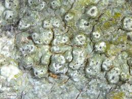 Attēlu rezultāti vaicājumam “Pertusaria pertusa”