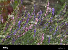 Image result for Ysop