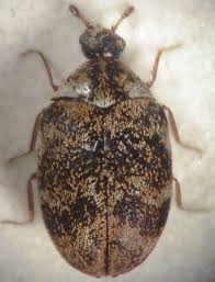 Attēlu rezultāti vaicājumam “Anthrenus museorum”