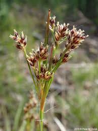 Attēlu rezultāti vaicājumam “Luzula multiflora fruit”